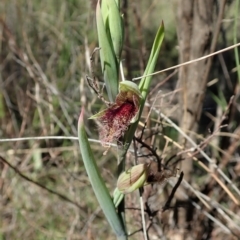 Calochilus platychilus at Cook, ACT - 3 Oct 2021