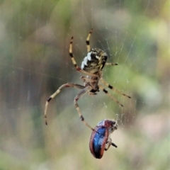 Araneus hamiltoni at Molonglo Valley, ACT - 8 Oct 2021