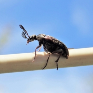 Ptilophorus sp. (genus) at Cook, ACT - 9 Oct 2021