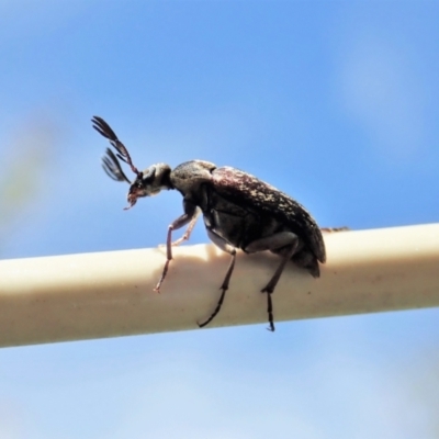 Ptilophorus sp. (genus) (Wedge-shaped beetle) at Cook, ACT - 9 Oct 2021 by CathB