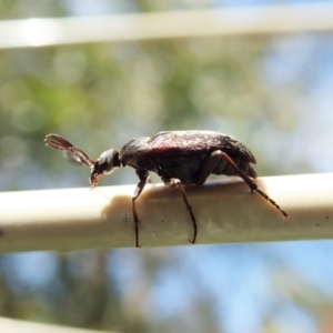 Ptilophorus sp. (genus) at Cook, ACT - 9 Oct 2021