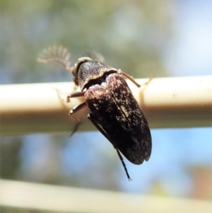 Ptilophorus sp. (genus) at Cook, ACT - 9 Oct 2021