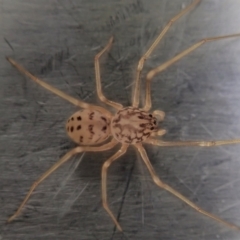 Scytodes sp. (genus) (Spitting spider) at Cook, ACT - 4 Oct 2021 by CathB