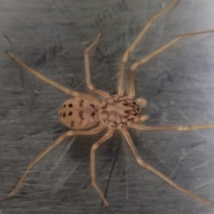 Scytodes sp. (genus) at Cook, ACT - 5 Oct 2021