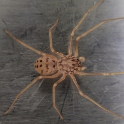 Scytodes sp. (genus) (Spitting spider) at Cook, ACT - 5 Oct 2021 by CathB