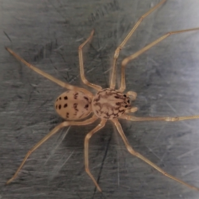 Scytodes sp. (genus) (Spitting spider) at Cook, ACT - 4 Oct 2021 by CathB