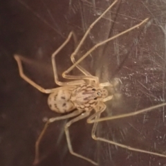 Scytodes sp. (genus) at Cook, ACT - 5 Oct 2021