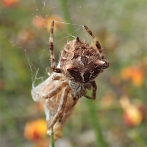 Backobourkia (genus) at Cook, ACT - 10 Oct 2021 12:12 PM