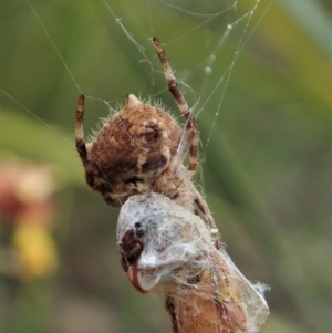 Backobourkia (genus) at Cook, ACT - 10 Oct 2021 12:12 PM
