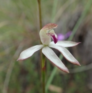 Caladenia moschata at Molonglo Valley, ACT - suppressed