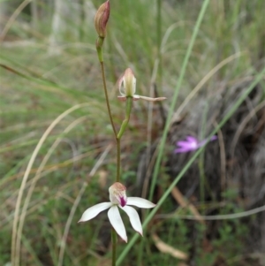 Caladenia moschata at Molonglo Valley, ACT - suppressed