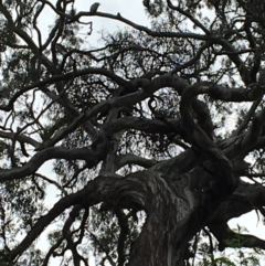 Callocephalon fimbriatum (Gang-gang Cockatoo) at Federal Golf Course - 10 Oct 2021 by Linden