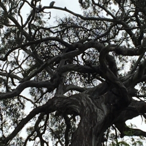 Callocephalon fimbriatum at Red Hill, ACT - suppressed