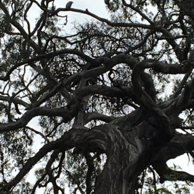 Callocephalon fimbriatum (Gang-gang Cockatoo) at Red Hill, ACT - 10 Oct 2021 by Linden