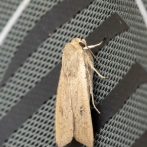 Mythimna (Pseudaletia) convecta at Throsby, ACT - 12 Oct 2021