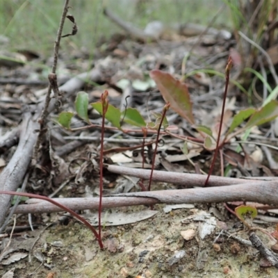 Caleana minor (Small Duck Orchid) at Molonglo Valley, ACT - 12 Oct 2021 by CathB