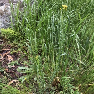 Chrysocephalum semipapposum at Hughes, ACT - 13 Oct 2021