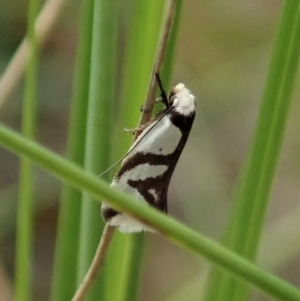 Ocystola paulinella at Cook, ACT - 10 Oct 2021 12:15 PM