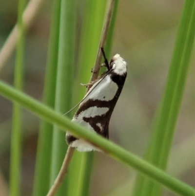 Ocystola paulinella (A Concealer Moth) at Cook, ACT - 10 Oct 2021 by CathB