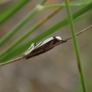 Ocystola paulinella at Cook, ACT - 10 Oct 2021