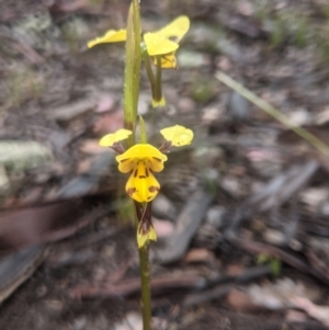 Diuris sulphurea at Lake George, NSW - 14 Oct 2021