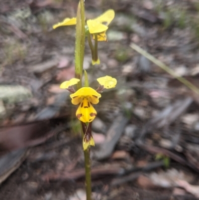 Diuris sulphurea (Tiger Orchid) at Lake George, NSW - 14 Oct 2021 by MPennay