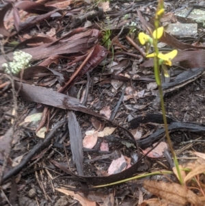 Diuris sulphurea at Lake George, NSW - 14 Oct 2021