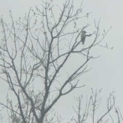 Dacelo novaeguineae (Laughing Kookaburra) at Queanbeyan East, NSW - 10 Oct 2021 by Swanwatcher_28