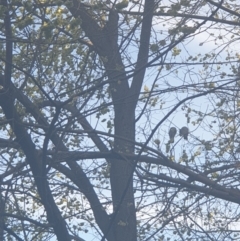 Callocephalon fimbriatum at Queanbeyan, NSW - suppressed