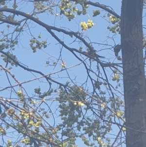 Trichoglossus moluccanus at Queanbeyan, NSW - 7 Oct 2021