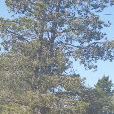 Gymnorhina tibicen (Australian Magpie) at Queanbeyan East, NSW - 7 Oct 2021 by Swanwatcher28