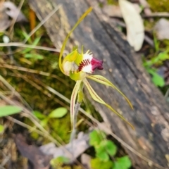 Caladenia parva (Brown-clubbed Spider Orchid) at Mount Jerrabomberra QP - 14 Oct 2021 by SteveWhan