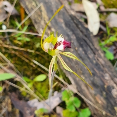 Caladenia parva (Brown-clubbed Spider Orchid) at Mount Jerrabomberra QP - 14 Oct 2021 by SteveWhan