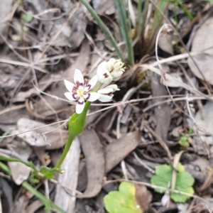 Wurmbea dioica subsp. dioica at Karabar, NSW - 28 Sep 2021