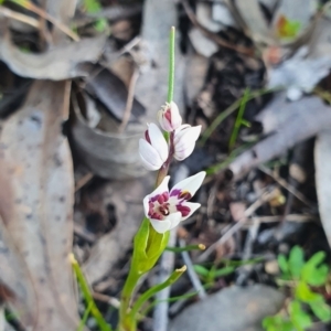 Wurmbea dioica subsp. dioica at Karabar, NSW - 19 Sep 2021 04:07 PM