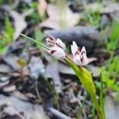 Wurmbea dioica subsp. dioica at Karabar, NSW - 19 Sep 2021 04:07 PM