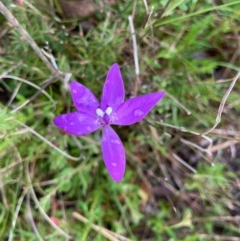 Glossodia major (Wax Lip Orchid) at Bungendore, NSW - 14 Oct 2021 by yellowboxwoodland