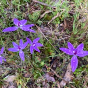 Glossodia major at Bungendore, NSW - suppressed