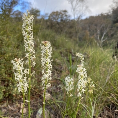 Stackhousia monogyna (Creamy Candles) at Conder, ACT - 14 Oct 2021 by BraedyJ