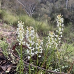 Stackhousia monogyna at Conder, ACT - 14 Oct 2021