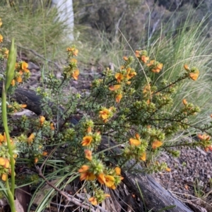 Pultenaea procumbens at Conder, ACT - 14 Oct 2021