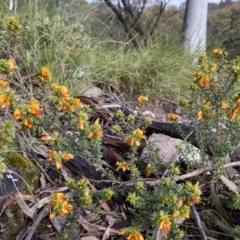 Pultenaea procumbens at Conder, ACT - 14 Oct 2021