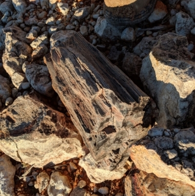 Fossilised Wood at Tibooburra, NSW - 27 Jun 2018 by Darcy