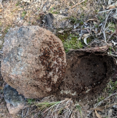 Camponotus consobrinus (Banded sugar ant) at Koetong, VIC - 25 Aug 2018 by Darcy