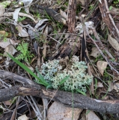 Unidentified Lichen at Indigo Valley, VIC - 21 Aug 2018 by Darcy