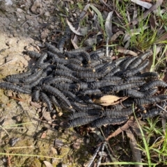 Perga sp. (genus) at Conder, ACT - 14 Oct 2021