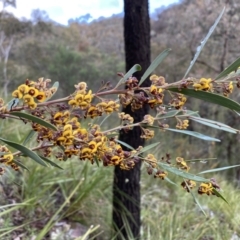 Daviesia mimosoides (Bitter Pea) at Rob Roy Range - 14 Oct 2021 by BraedyJ