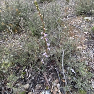 Stylidium graminifolium at Jerrabomberra, NSW - 14 Oct 2021 07:01 PM