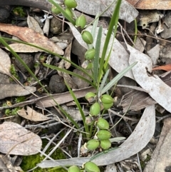 Hovea heterophylla (Common Hovea) at Jerrabomberra, NSW - 14 Oct 2021 by SteveBorkowskis