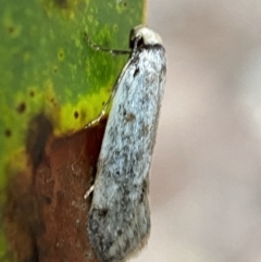 Oecophoridae (family) (Unidentified Oecophorid concealer moth) at Mount Jerrabomberra - 14 Oct 2021 by Steve_Bok